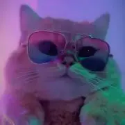 にゃんこさんの画像