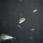 kiiの画像