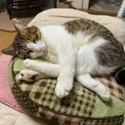 Koko【自己紹介文必読】の画像