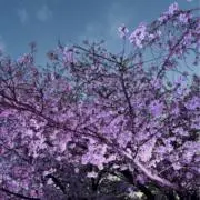 ゆきなの画像