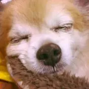 さっちゃん