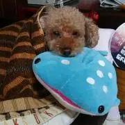 モズ