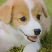 キヨ