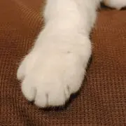 にゃんママ