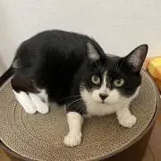 きちともの画像
