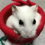 未開封40枚 ちびブルーアイズ スリーブ 光沢 遊戯王OCG ラッシュ