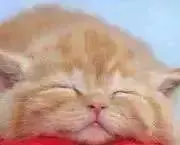 みーの画像