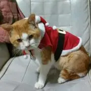 ちょんた