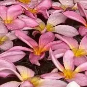 arincoの画像