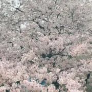 Sの画像