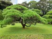 にんにくの画像