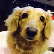 しば