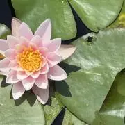 ✳︎フラワーちゃん✳︎の画像