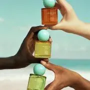 フリージアの画像