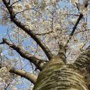 Hika 断捨離中..プロ必読の画像