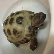 ぽてと
