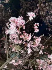 みずきの画像