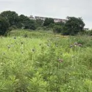 silkyの画像