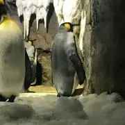 so soの画像