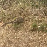もねの画像