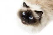 NyanPiPiの画像