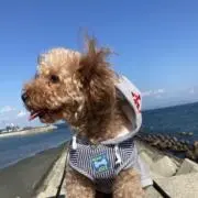 まるの画像