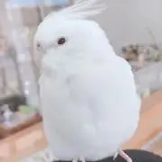 たまごの画像