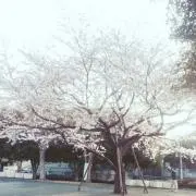 銀