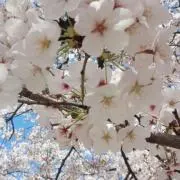 まゆみん