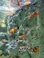 karrannの画像
