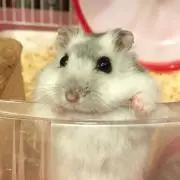 おさかなの画像