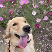kinapuuの画像