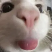 ぬの画像