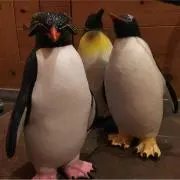 ペンギン楽団