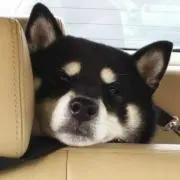 シティハンター