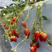 りーの画像
