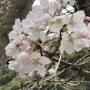 白龍
