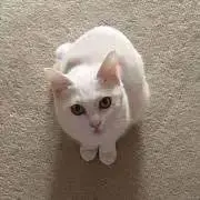 猫ちゃん大好き！サラ369です(^^)