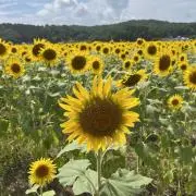 ひなすけの画像
