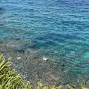 ベジの画像