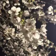 hanaの画像