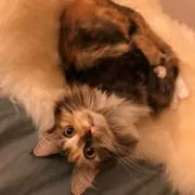 さくらん