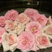 はなみの画像
