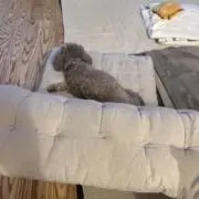 モンキチの画像