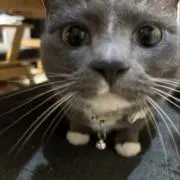 し
