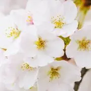 *ゆき*の画像