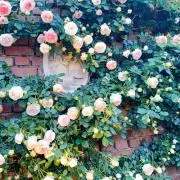 Roseの画像