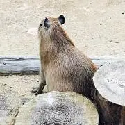 さっぴー（値下げ・まとめ売りOK！）の画像