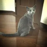 tetsu