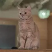 ぱんこの画像